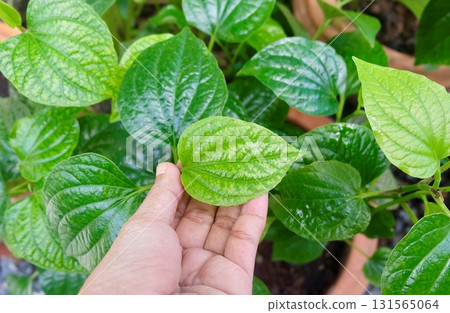 Hand Holding Wild Betel Leaf with Digestive Remedy Herb 131565064
