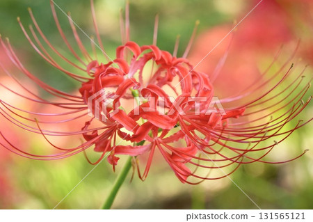 Beautiful cluster amaryllis, bokeh, sparkling Beautiful cluster amaryllis, bokeh, sparkling 131565121
