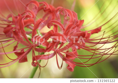 Beautiful cluster amaryllis, bokeh, sparkling 131565122