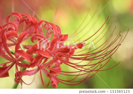 Beautiful cluster amaryllis, bokeh, sparkling Beautiful cluster amaryllis, bokeh, sparkling 131565123
