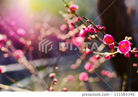Red plum blossoms illuminated by the morning sun in early spring 131565348