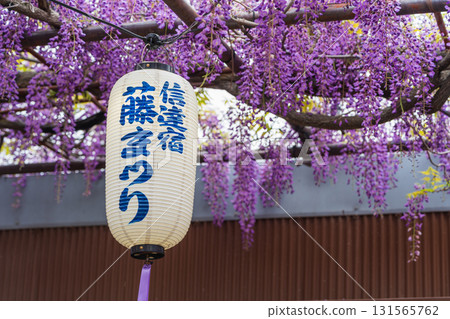 野田紫藤,紫藤節,梶本家族,熊野街道新田宿。日本大阪府泉南市 野田紫藤,紫藤節,梶本家族,熊野街道新田宿。日本大阪府泉南市 131565762