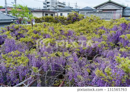 野田紫藤,紫藤節,梶本家族,熊野街道新田宿。日本大阪府泉南市 野田紫藤,紫藤節,梶本家族,熊野街道新田宿。日本大阪府泉南市 131565763