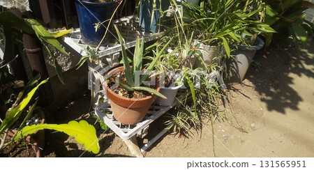 蘆薈放在三層花架上 蘆薈放在三層花架上 131565951