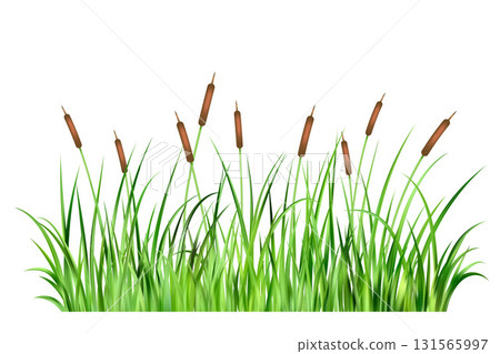 Grass reed on swamp and lake. Vector long cattails on wetland isolated on white background. Bulrush thicket cartoon illustration. Green wild aquatic coastal foliage Grass reed on swamp and lake. Vector long cattails on wetland isolated on white background. Bulrush thicket cartoon illustration. Green wild aquatic coastal foliage 131565997