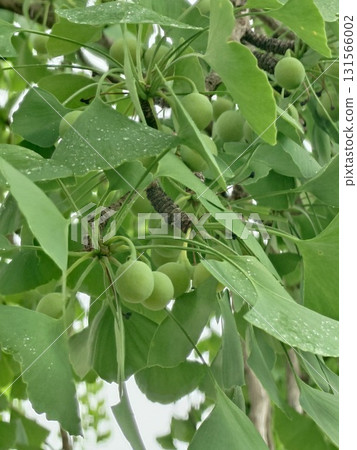 Lush and rare ginkgo fruit Lush and rare ginkgo fruit 131566002