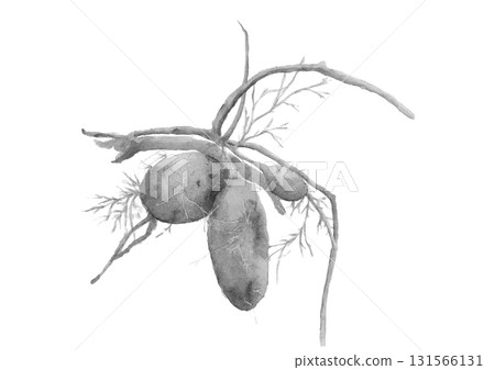 用水彩畫的新鮮挖出的單色紅薯。插圖素材[手繪]白色背景摳圖 131566131