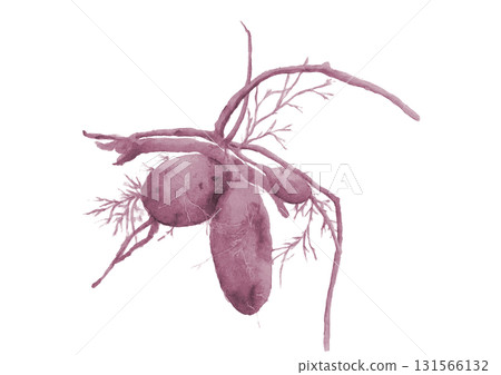 水彩畫的剛挖好的紫薯。插圖素材[手繪]白色背景摳圖 131566132