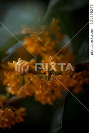 晨曦中的桂花 晨曦中的桂花 131566248