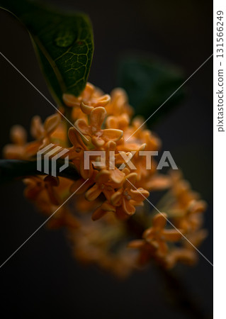 晨曦中的桂花 131566249