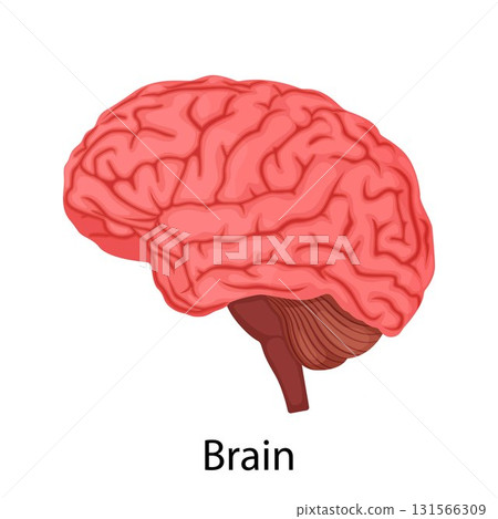 Human Brain isolated on white background, Internal organ. vector illustration in detailed flat design. Internal organ brain icon, medical poster concept, infographic element. Human Brain isolated on white background, Internal organ. vector illustration in detailed flat design. Internal organ brain icon, medical poster concept, infographic element. 131566309