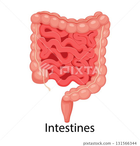 Intestines. Realistic flat vector illustration of small and large intestine. Human internal organ, digestive tract. Vector illustration isolated on white background. Intestines. Realistic flat vector illustration of small and large intestine. Human internal organ, digestive tract. Vector illustration isolated on white background. 131566344