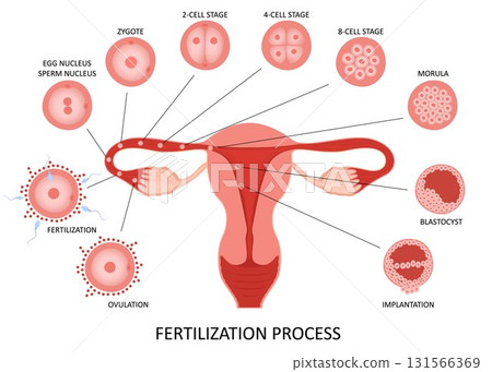 Female reproductive system ovulation and fertilization process stages on white background, flat vector illustration 131566369