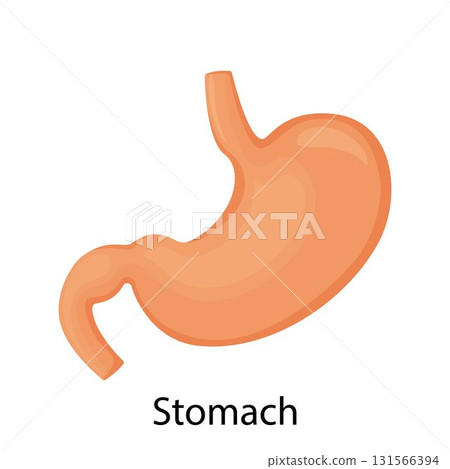 Stomach icon. Human internal organs symbol. Digestive system anatomy. Vector illustration in flat style isolated on white background 131566394