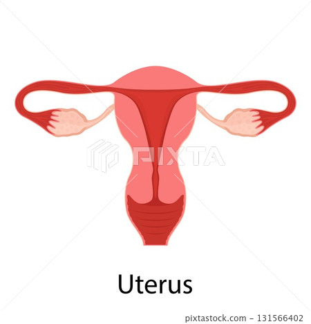 Female reproductive system, female reproductive organs. Organs location scheme uterus, cervix, ovary, fallopian tube icon. Human anatomy Vector illustration. 131566402