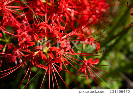 深紅色盛開的蜘蛛百合的美麗特寫 131566470