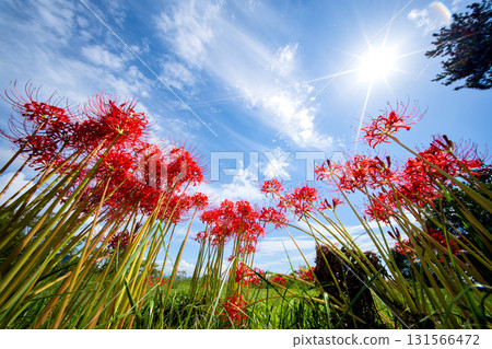 Clusters of blooming red spider lilies under the autumn sky 131566472
