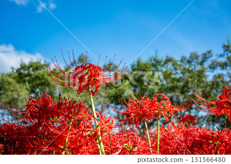 Cluster amaryllis flowers blooming towards the sky Cluster amaryllis flowers blooming towards the sky 131566480