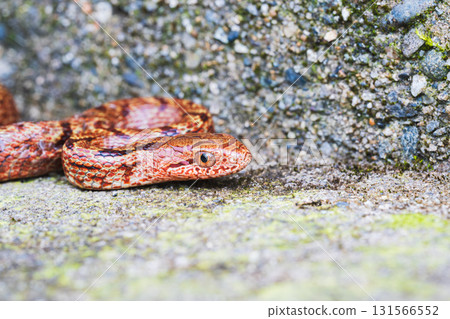 Reddish-brown striped snake (young snake) Reddish-brown striped snake (young snake) 131566552