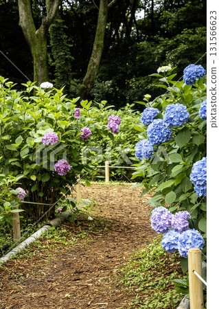 繡球花風景-13 131566623