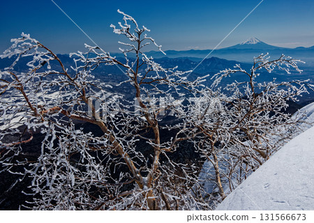Winter frost-covered trees on the Yokodake ridge of the Yatsugatake mountain range and Mount Fuji 131566673