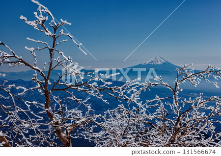 Winter frost-covered trees on the Yokodake ridge of the Yatsugatake mountain range and Mount Fuji 131566674