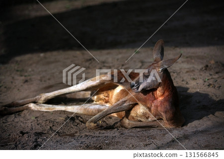 一隻紅袋鼠在地上休息 131566845