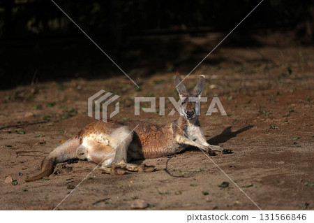 一隻紅袋鼠躺下休息 一隻紅袋鼠躺下休息 131566846