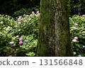 Hydrangea flower scenery-14 131566848