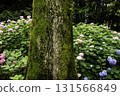 Hydrangea flower scenery-15 131566849