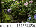 Hydrangea flower scenery-16 131566850