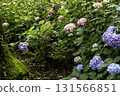 Hydrangea flower scenery-17 131566851