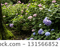 Hydrangea flower scenery-18 131566852