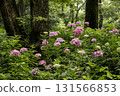 Hydrangea flower scenery-19 131566853