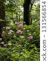 Hydrangea flower scenery-20 131566854