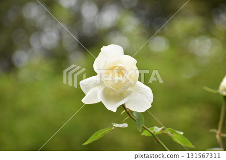 純白的秋玫瑰 131567311