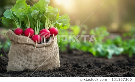 Organic red radish pile on sack eco bag from knitted dry plant in soil agriculture land 131567360