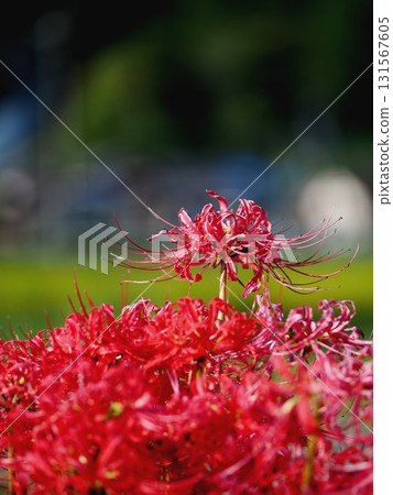On the footpath between red spider lilies On the footpath between red spider lilies 131567605