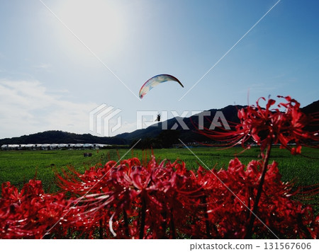 Paragliders flying in the autumn sky Paragliders flying in the autumn sky 131567606