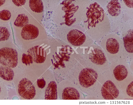 體細胞分裂前期及中期 131567628