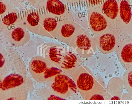 Late stage of somatic cell division 131567629