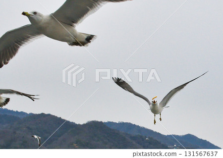 Amanohashidate sightseeing boat: Seabirds following the boat (Miyazu City, Kyoto Prefecture) 131567637