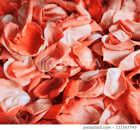 Natural background of rose petals 131567743