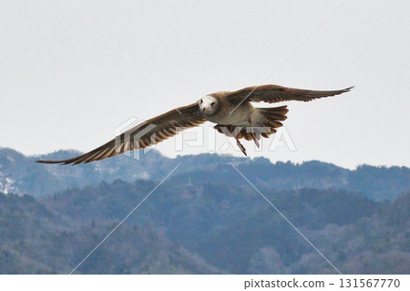 天橋立觀光船：跟隨船隻的海鳥（京都府宮津市） 131567770