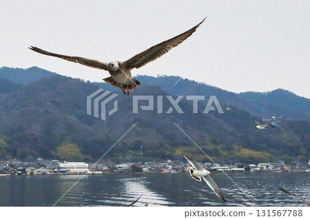 天橋立觀光船:跟隨船隻的海鳥(京都府宮津市) 天橋立觀光船:跟隨船隻的海鳥(京都府宮津市) 131567788