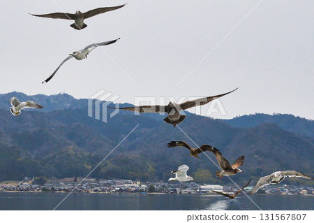 Amanohashidate sightseeing boat: Seabirds following the boat (Miyazu City, Kyoto Prefecture) 131567807