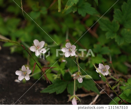 Cranesbill花 131567810