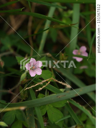 GENOSHO GENOSHO 131567812