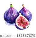 Fig watercolor illustration 131567875