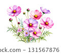 Pink cosmos watercolor illustration 131567876